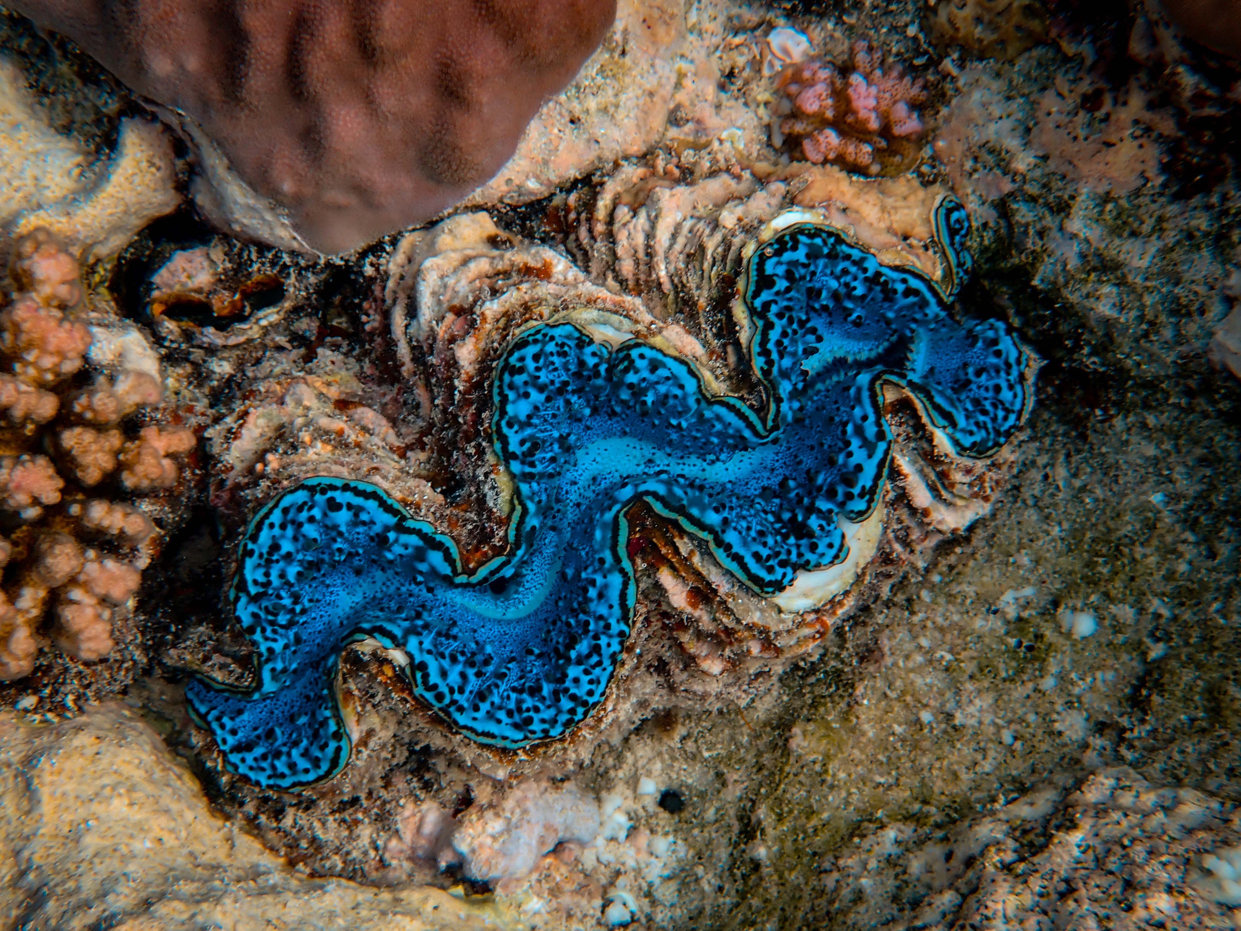 a picture of a giant clam