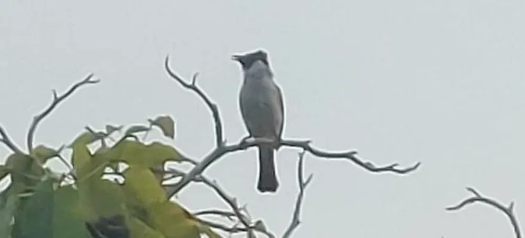 sooty-headed bulbul photo